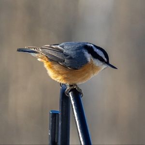 Meet your Posher, Samuel